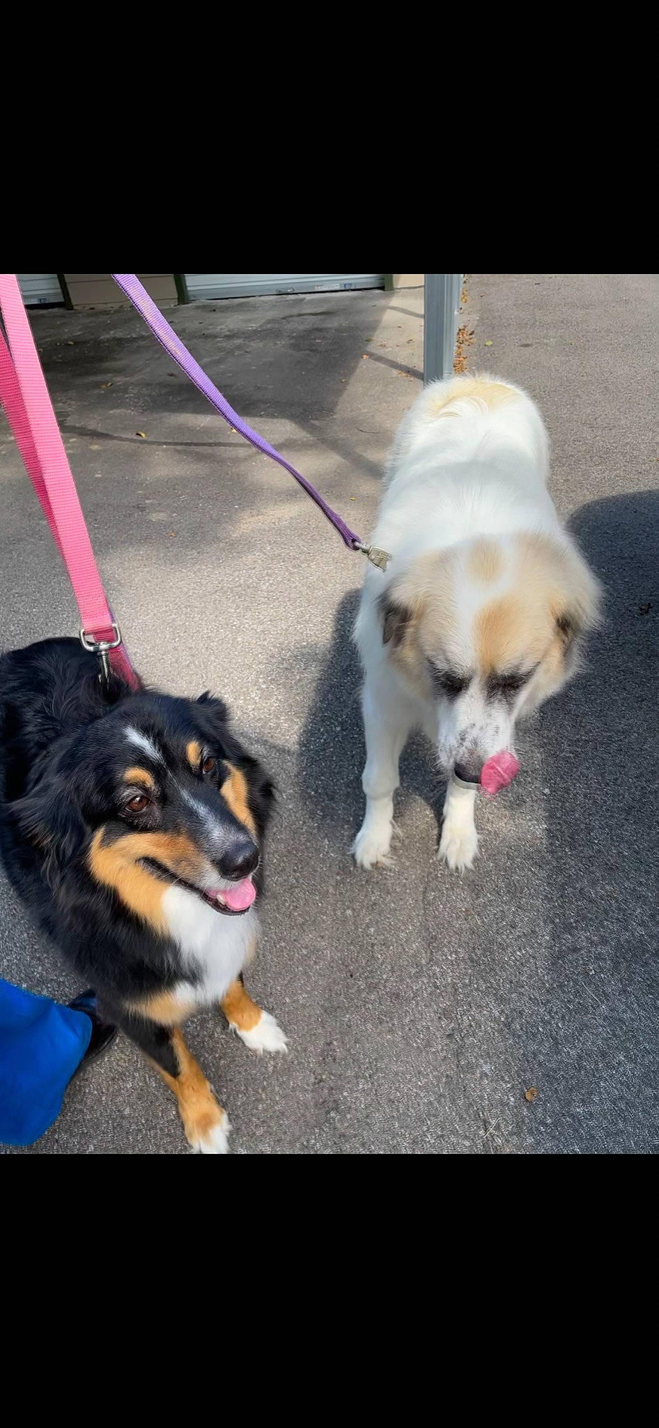 Dixie joined the competition — help win amazing prizes! ancient_dog_breeds, canidae, carnivore, collar, companion_dog, dog, dog_breed, dog_collar, dog_supply, fashion_accessory, fur, leash, paw, pet_supply, snout, sporting_group, tail, toy_dog, working_animal, working_dog