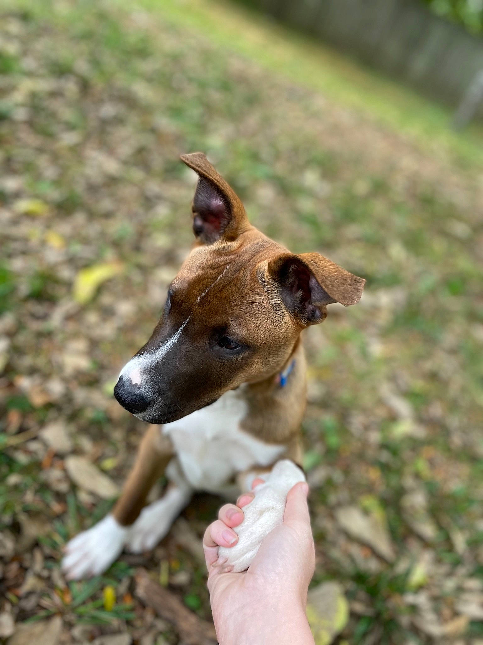 Pretzel joined the competition — help win amazing prizes! ancient_dog_breeds, canidae, carnivore, collar, companion_dog, dog, dog_breed, dog_collar, fawn, grass, hunting_dog, non_sporting_group, plant, snout, sporting_group, street_dog, terrestrial_animal, whiskers, working_animal, working_dog