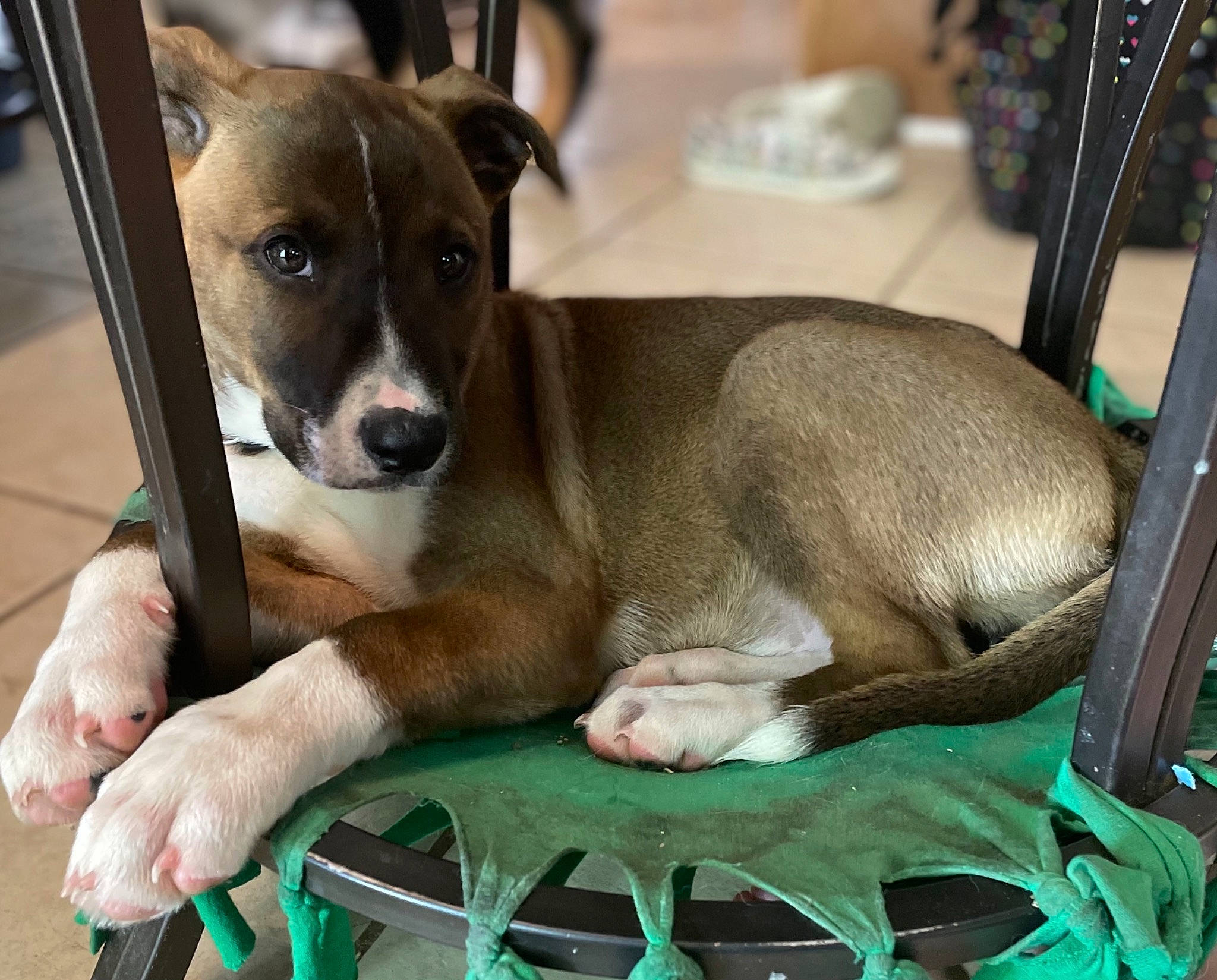 Pretzel is registered to the contest to win money with this photo: canidae, carnivore, comfort, companion_dog, dog, dog_breed, dog_supply, fawn, fur, non_sporting_group, paw, pet_supply, snout, sporting_group, terrestrial_animal, whiskers, working_animal