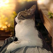 Olivia is registered to the contest to win money with this photo: cat, pet, animal, fur, sitting, side_view, portrait, bench, wood, outdoor, evening, soft_light, blurred_background, cozy, person, lap, calm, domestic, whiskers, relaxed