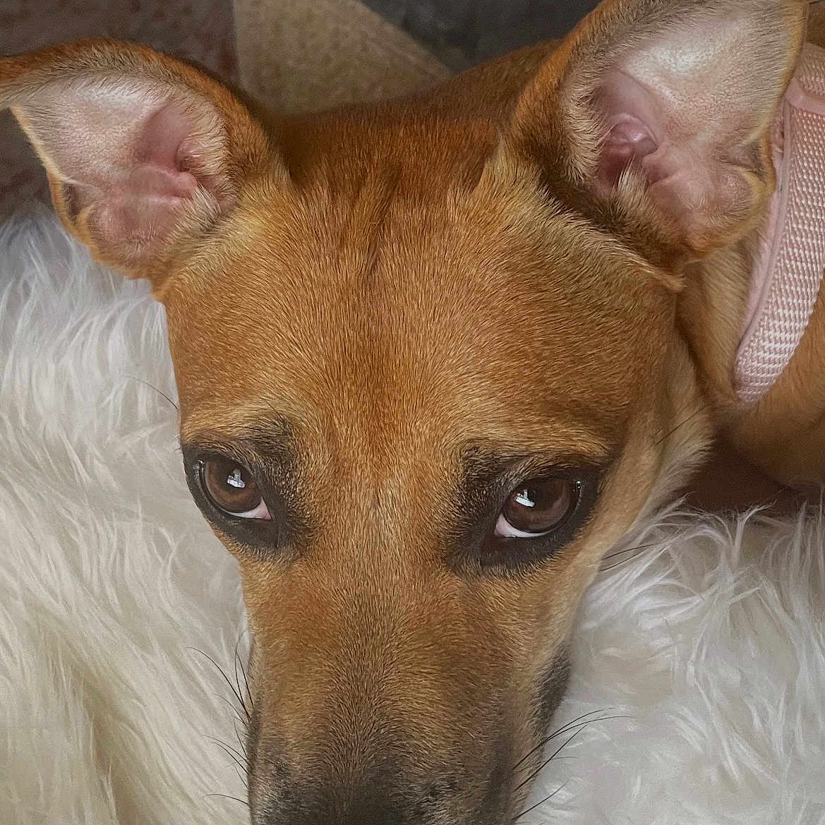 Marley is registered to the contest to win money with this photo: dog, brown_dog, close_up, pet, ears, eyes, resting, fluffy, white_fur, indoor, cozy, calm, animal, canine, snout, collar, fur, portrait, cute, domestic_animal