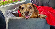 Qt Pie joined the competition — help win amazing prizes! dog, car, dog_seat, red_blanket, smiling, happy_dog, pet, window, flowers, seat, interior, travel, cozy, canine, animal, cute, resting, car_interior, paw, sunlight