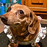 Qt Pie joined the competition — help win amazing prizes! dog, dachshund, pet, indoor, clothing, dress, frills, brown_fur, cute, looking_up, collar, tag, minnie_mouse, floor, cabinet, water_bottles, animal, close_up, portrait, companion