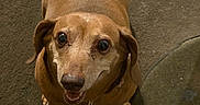 Qt Pie joined the competition — help win amazing prizes! animal, brown, canine, carpet, collar, companion, cute, dachshund, dog, domestic, ears, floor, friendly, fur, indoor, looking_up, pet, shadow, small_dog, smiling