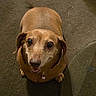dog, dachshund, pet, animal, brown, carpet, floor, indoor, looking_up, smiling, ears, collar, shadow, cute, small_dog, domestic, canine, friendly, fur, companion