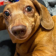 Qt Pie joined the competition — help win amazing prizes! dog, dachshund, pet, close_up, brown_dog, canine, animal, indoors, lying_down, looking_at_camera, ears, face, fur, snout, expression, cute, domestic_animal, companion, portrait, resting