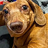 dog, dachshund, pet, close_up, brown_dog, canine, animal, indoors, lying_down, looking_at_camera, ears, face, fur, snout, expression, cute, domestic_animal, companion, portrait, resting