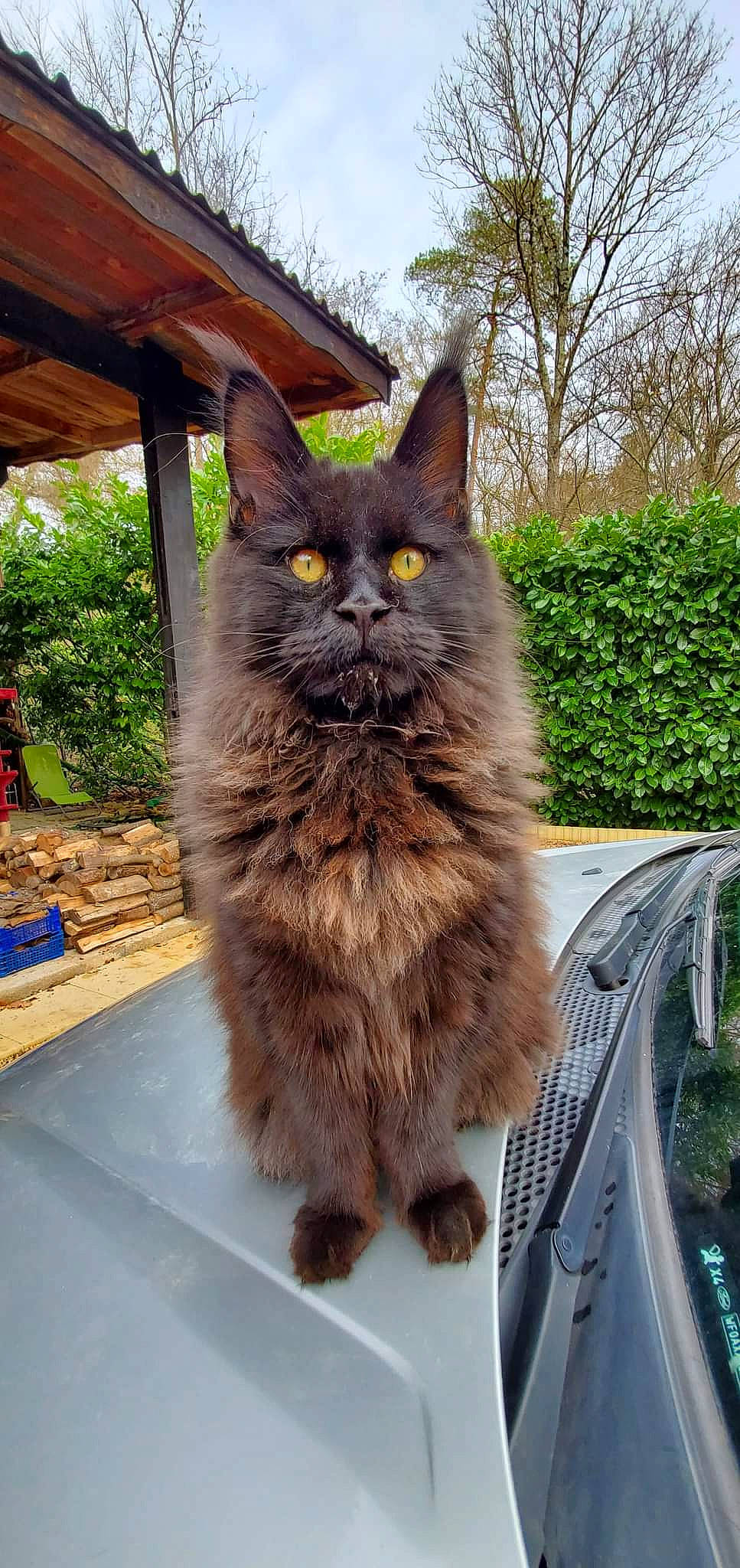 Yoshi a rejoint le concours — aidez-le/la à gagner de superbes lots ! black_cat, british_longhair, carnivore, cat, claw, domestic_short_haired_cat, felidae, fur, plant, sky, small_to_medium_sized_cats, snout, tail, terrestrial_animal, tree, whiskers, window, wood
