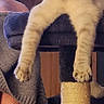 Ambrosia joined the competition — help win amazing prizes! animal, cat, cat_tree, cozy, cute, cute_pet, domestic, feline, fluffy, furniture, home, indoor, mammal, paws, pet, relaxed, resting, sleeping, soft, whiskers