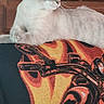 cat, feline, light_fur, lying_down, blanket, motorcycle_pattern, flames, wooden_furniture, dresser, jars, containers, indoor, pet, animal, resting, curious, side_view, cozy, domestic, calm