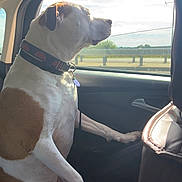 Charolette joined the competition — help win amazing prizes! animal, brown, calm, car, collar, daylight, dog, interior, leash, looking_out, pet, reflection, roadtrip, seat, side_view, sitting, sunlight, vehicle, white, window