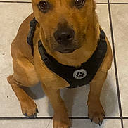 Stella is registered to the contest to win money with this photo: alert, animal, animal_portrait, brown_dog, canine, companion, cute, dog, ears, floor, fur, harness, indoors, looking_up, paw, paw_print, pet, pet_accessory, sitting, tile_floor
