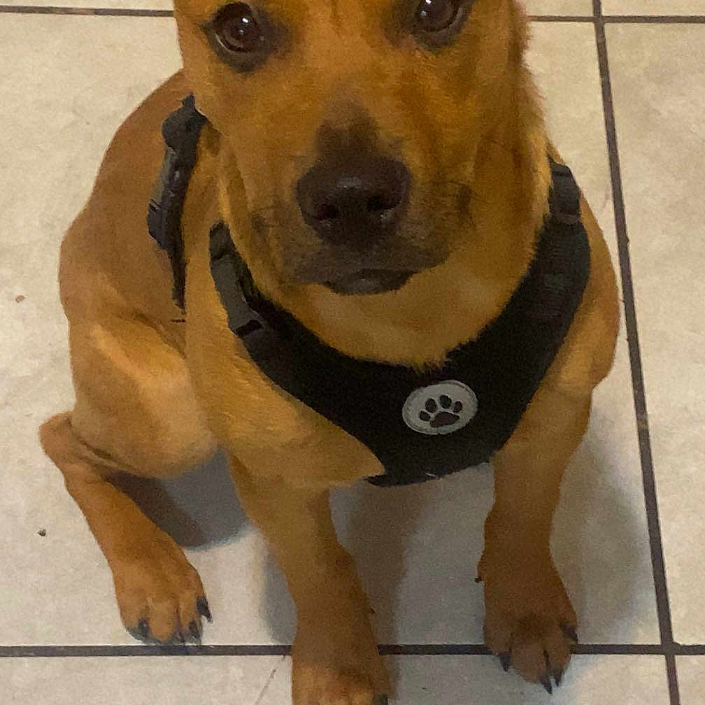 Stella