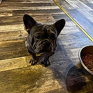 Trump joined the competition — help win amazing prizes! dog, french_bulldog, pet, animal, floor, wooden_floor, bowl, dog_food, indoor, cute, small_dog, looking_up, shadow, domestic, mammal, companion, puppy, canine, flooring, curious