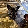 dog, french_bulldog, pet, animal, floor, wooden_floor, bowl, dog_food, indoor, cute, small_dog, looking_up, shadow, domestic, mammal, companion, puppy, canine, flooring, curious
