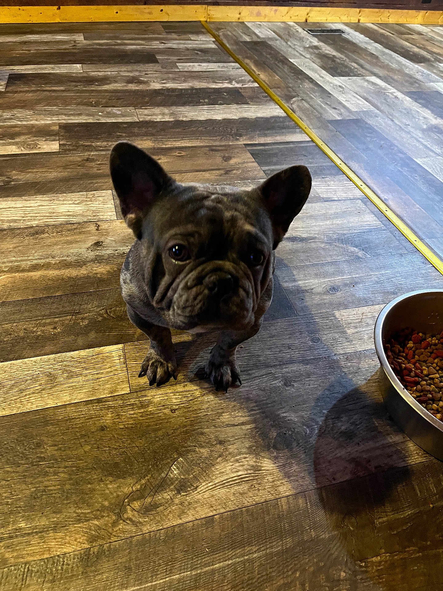 Trump joined the competition — help win amazing prizes! dog, french_bulldog, pet, animal, floor, wooden_floor, bowl, dog_food, indoor, cute, small_dog, looking_up, shadow, domestic, mammal, companion, puppy, canine, flooring, curious