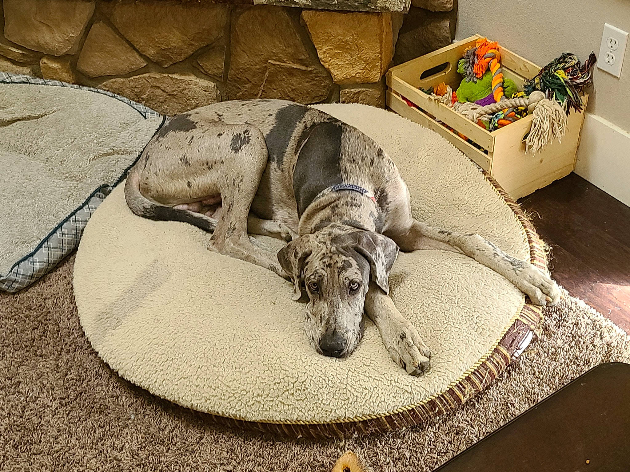 Huckleberry is registered to the contest to win money with this photo: box, carnivore, comfort, companion_dog, couch, dog, dog_breed, dog_supply, fawn, flooring, grey, linens, mat, pet_supply, rectangle, shipping_box, sporting_group, terrestrial_animal, wood, working_animal