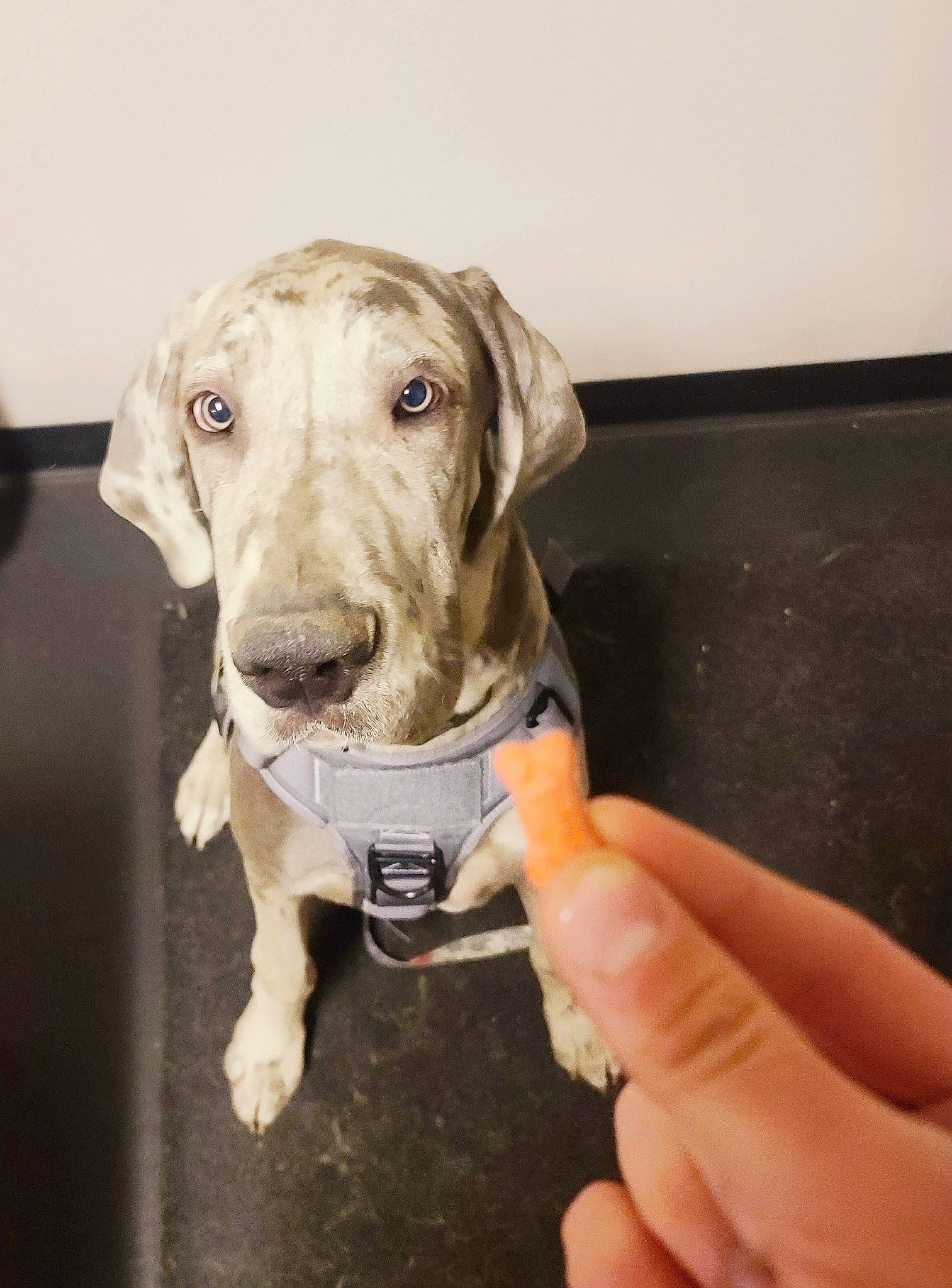 Huckleberry is registered to the contest to win money with this photo: canidae, carnivore, collar, companion_dog, dog, dog_breed, dog_collar, dog_supply, fawn, guard_dog, hunting_dog, non_sporting_group, pet_supply, plant, puppy, snout, sporting_group, whiskers, working_animal, working_dog