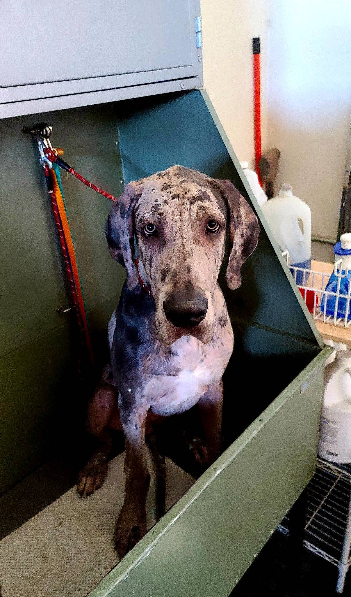 Huckleberry is registered to the contest to win money with this photo: canidae, carnivore, collar, companion_dog, dog, dog_breed, dog_collar, fawn, guard_dog, hunting_dog, liver, non_sporting_group, pet_supply, snout, sporting_group, working_animal, working_dog