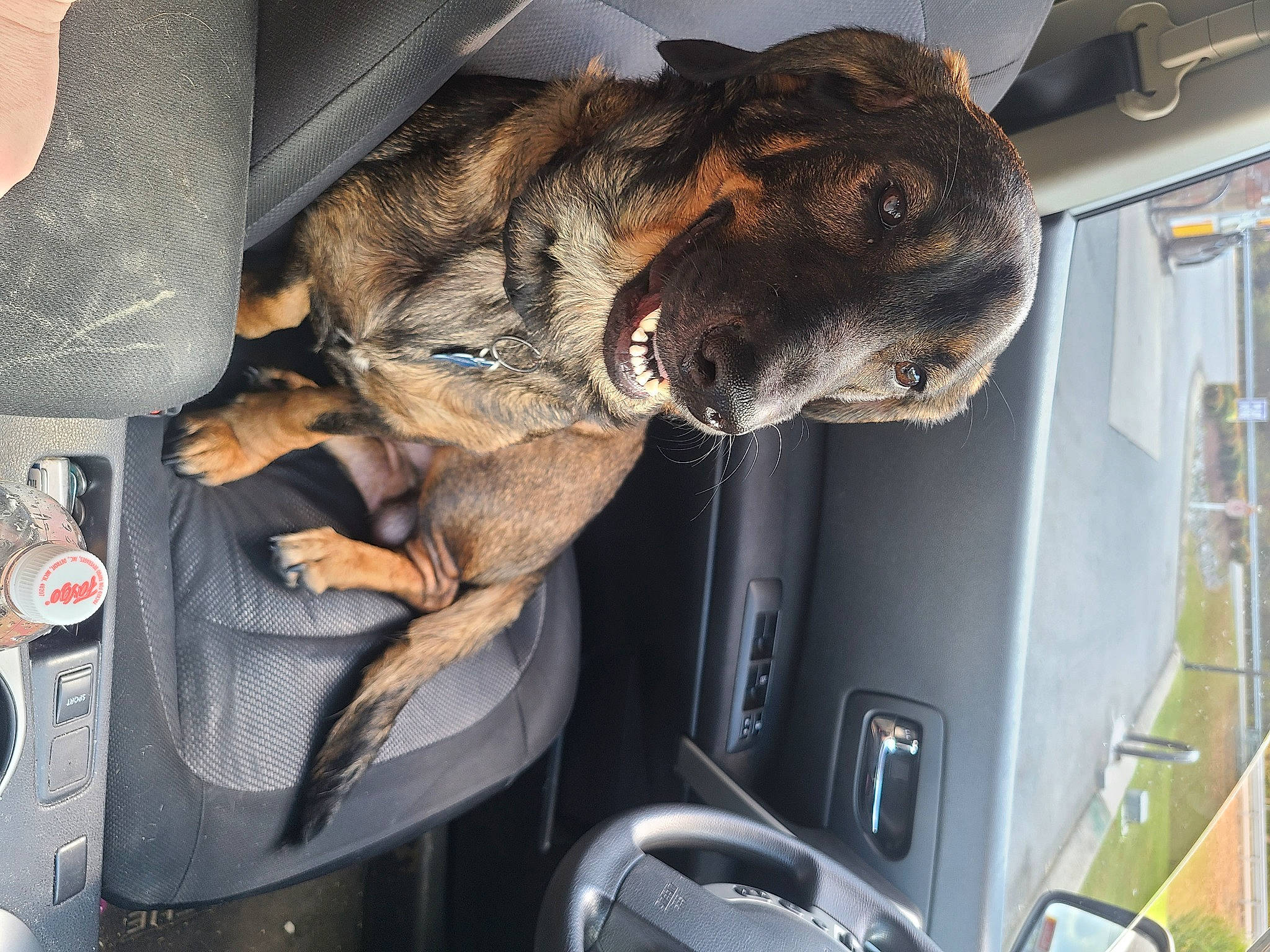 Chucky is registered to the contest to win money with this photo: auto_part, automotive_exterior, automotive_lighting, car, carnivore, dog, dog_breed, family_car, fur, land_vehicle, luxury_vehicle, machine, motor_vehicle, pocket, snout, transport, trunk, vehicle, vehicle_door, windshield