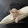 Praline a rejoint le concours — aidez-le/la à gagner de superbes lots ! abyssinian, animal, blanket, cat, computer, couch, cushion, electronics, furniture, homedecor, kitten, laptop, manx, pc, person, pet, phone, remotecontrol, screen, sleeping