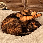 Luna Bug is registered to the contest to win money with this photo: adorable, bed, bedroom, blanket, cat, cozy, curled_up, domestic_animal, dresser, fur, home, nap, orange_black, pattern, paws, pet, relaxed, sleeping_cat, tortoiseshell_cat, whiskers