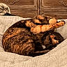 adorable, bed, bedroom, blanket, cat, cozy, curled_up, domestic_animal, dresser, fur, home, nap, orange_black, pattern, paws, pet, relaxed, sleeping_cat, tortoiseshell_cat, whiskers