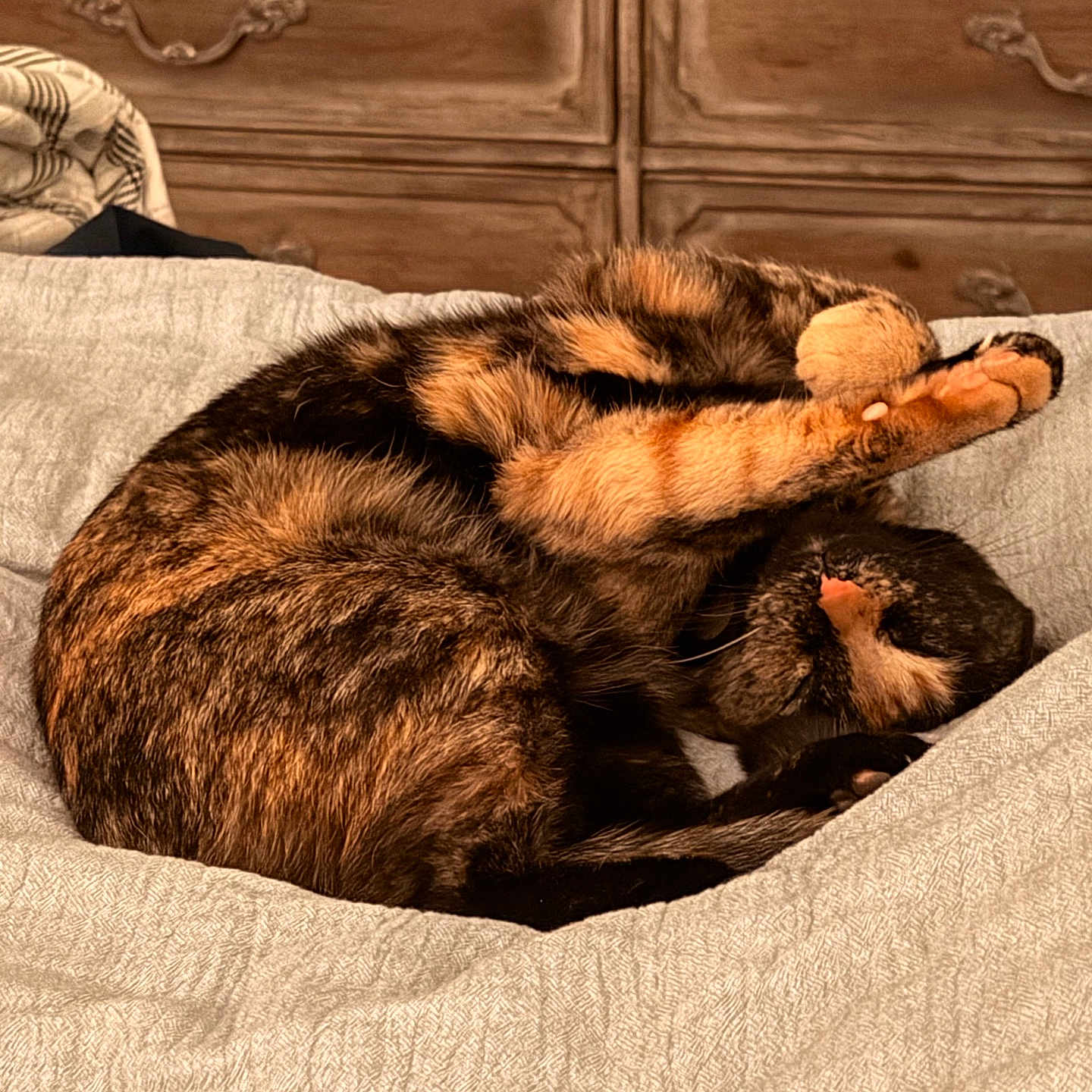 Luna Bug