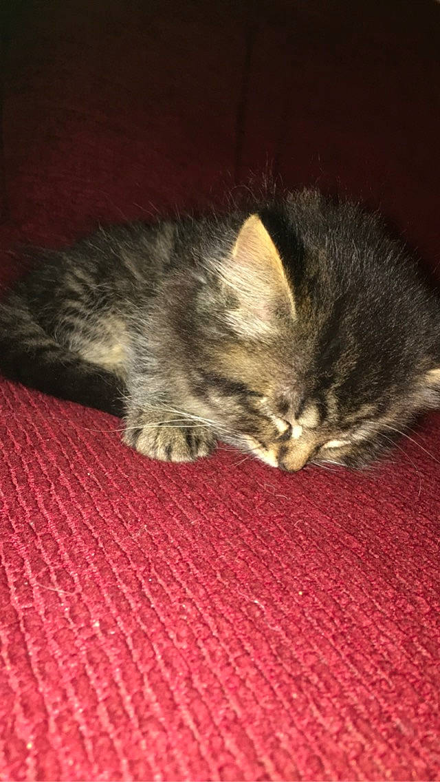 Money joined the competition — help win amazing prizes! carnivore, cat, comfort, darkness, domestic_short_haired_cat, felidae, flooring, fur, nap, paw, sleep, small_to_medium_sized_cats, snout, tail, whiskers