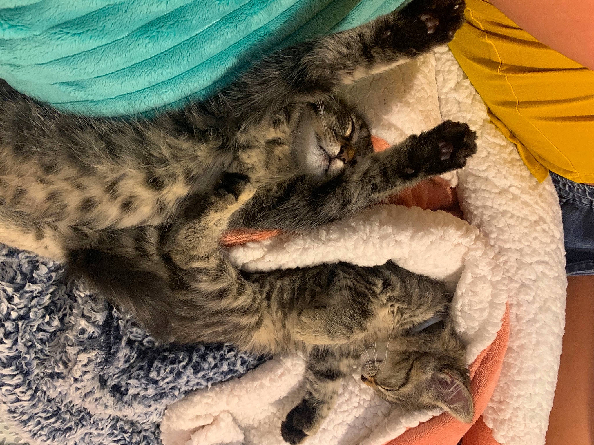 Money joined the competition — help win amazing prizes! braid, carnivore, cat, claw, comfort, domestic_short_haired_cat, felidae, fur, human_leg, lap, nap, paw, sleep, small_to_medium_sized_cats, tail, terrestrial_animal, tree, whiskers