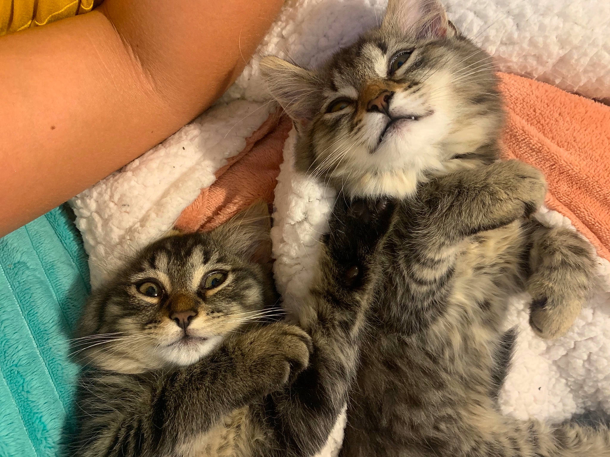 Money is registered to the contest to win money with this photo: carnivore, cat, claw, comfort, domestic_short_haired_cat, fawn, felidae, fur, lap, mammal, paw, sitting, small_to_medium_sized_cats, snout, tail, terrestrial_animal, whiskers