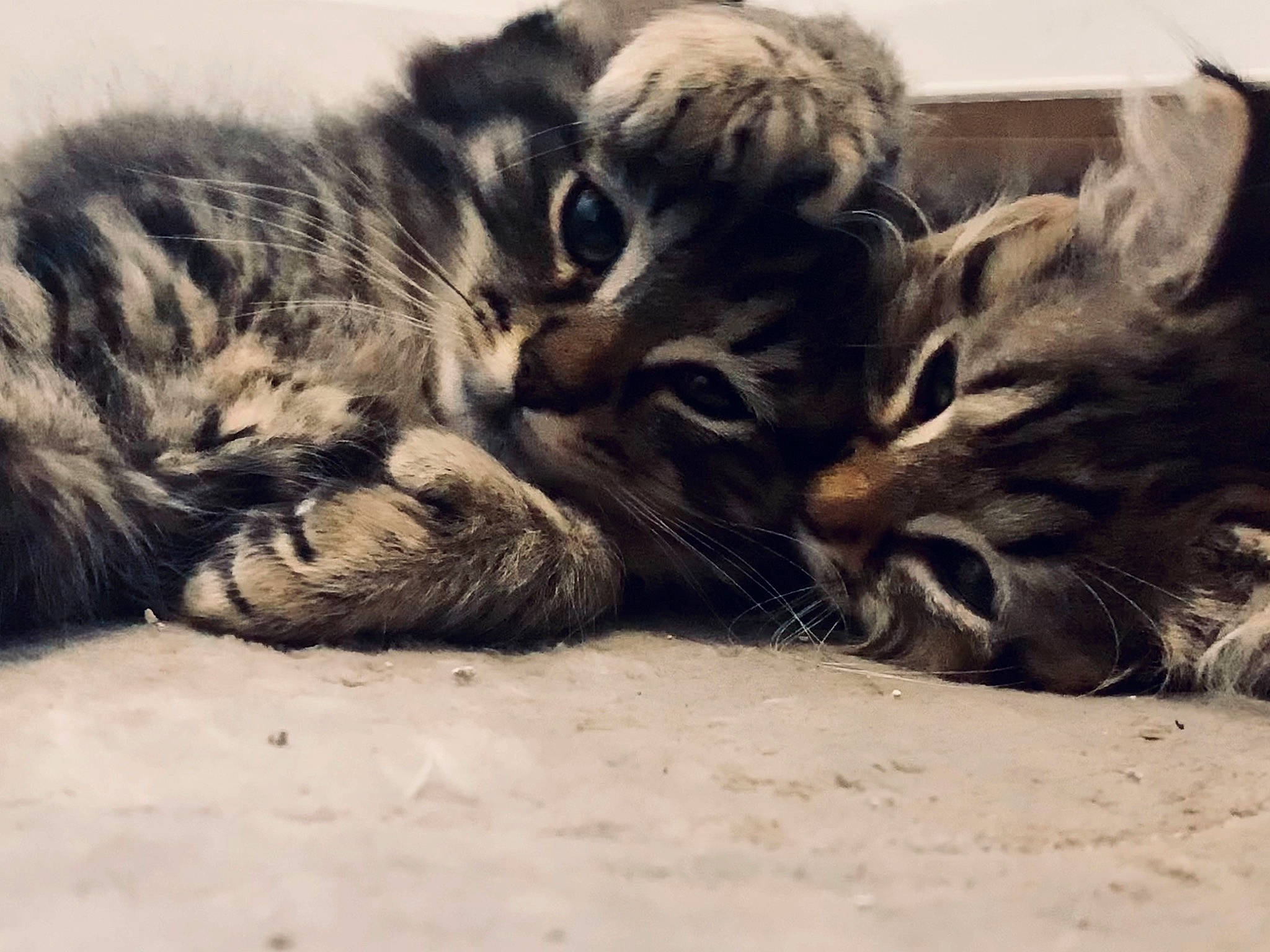 Money joined the competition — help win amazing prizes! big_cats, boot, carnivore, cat, claw, comfort, domestic_short_haired_cat, eye, felidae, fur, grey, leg, paw, shoe, small_to_medium_sized_cats, snout, tail, terrestrial_animal, whiskers, wildlife