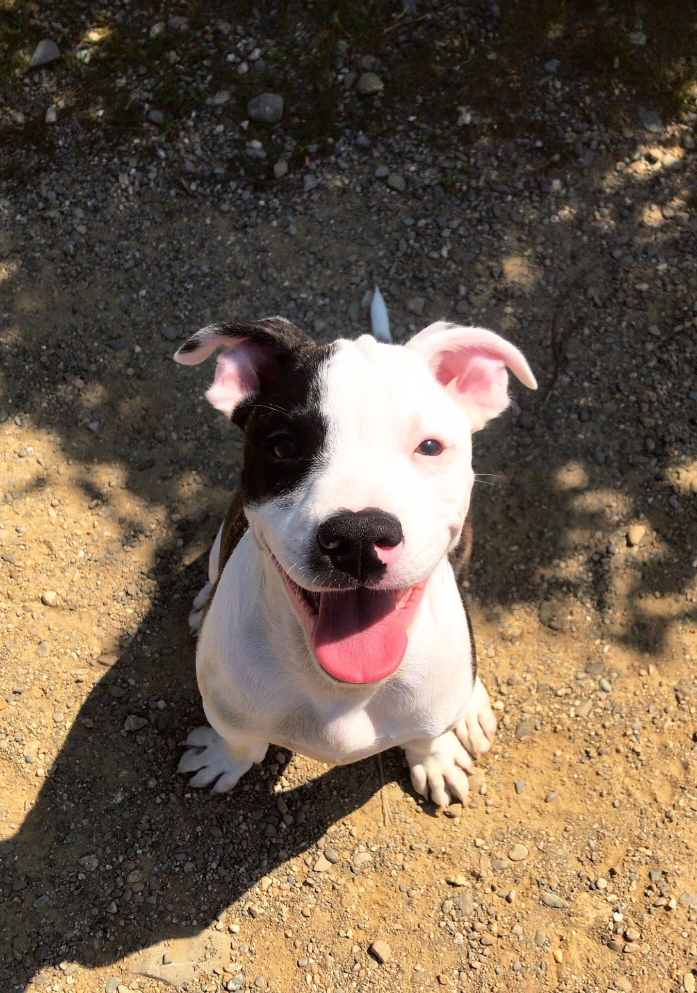 Captain is registered to the contest to win money with this photo: asphalt, canidae, carnivore, companion_dog, dog, dog_breed, dog_collar, fawn, grass, paw, plant, road_surface, soil, sporting_group, street_dog, tail, terrestrial_animal, terrier, whiskers, working_animal