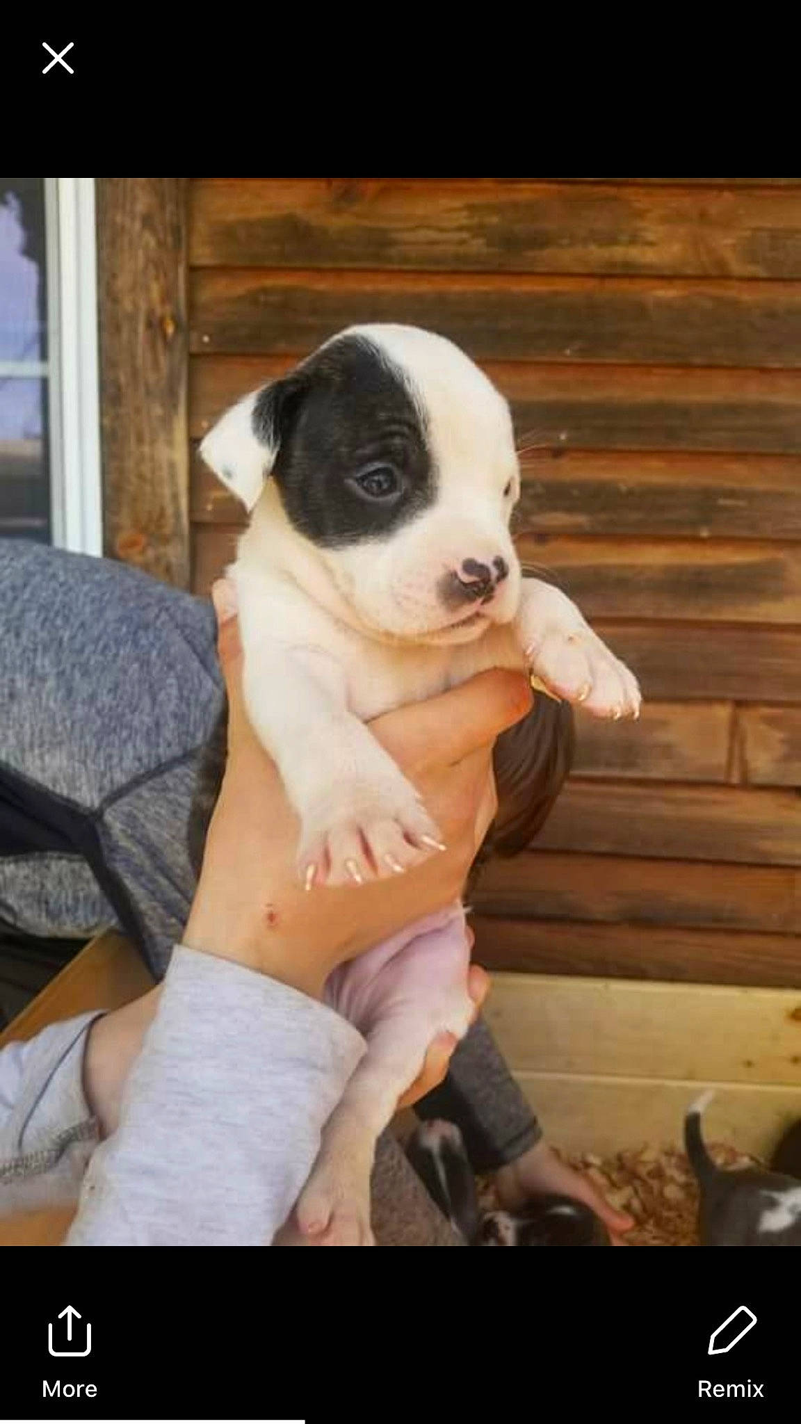 Captain joined the competition — help win amazing prizes! boston_terrier, canidae, carnivore, comfort, companion_dog, dog, dog_breed, fawn, hardwood, human_leg, puppy, puppy_love, sitting, snout, sporting_group, terrestrial_animal, toy_dog, whiskers, wood, working_animal