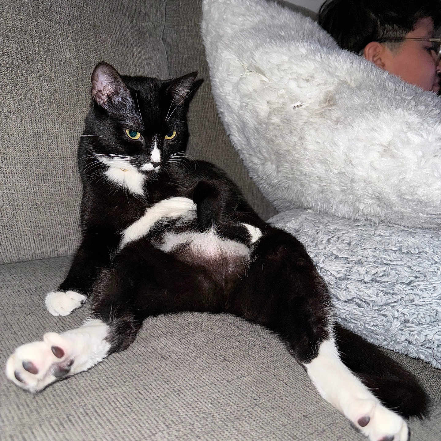 Patitas joined the competition — help win amazing prizes! accessories, adult, animal, blanket, cat, chair, couch, cushion, face, furniture, glasses, head, homedecor, indoors, kitten, male, man, person, pet, sleeping