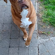 Sulver participe au concours pour gagner de l'argent avec cette photo : dog, brown_dog, white_chest, paved_path, grass, outdoor, pet, canine, frisbee, curious, head_tilt, animal, mammal, playful, paw, closeup, walking, nature, daylight, friendly