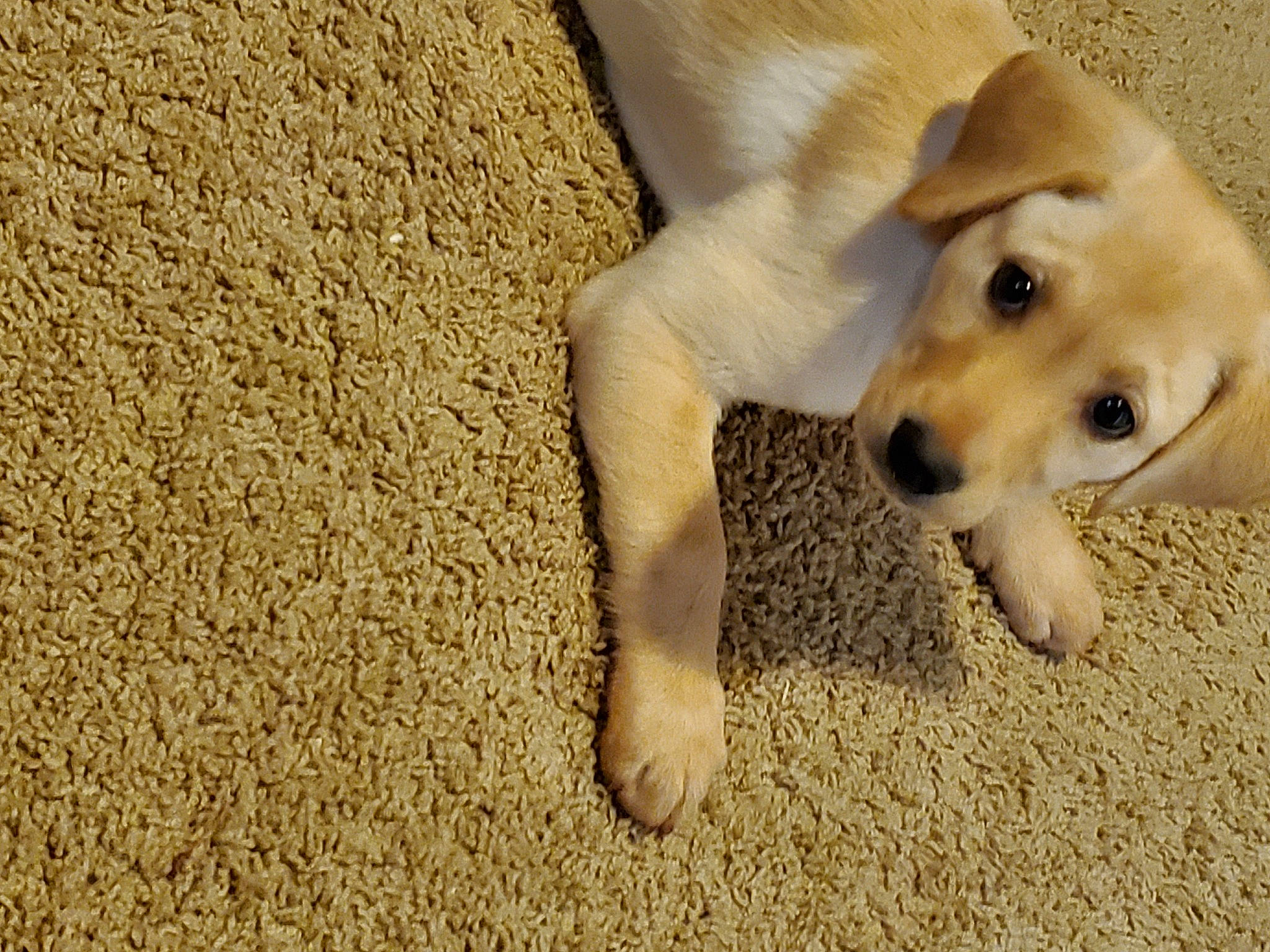 Elonga joined the competition — help win amazing prizes! beagador, canidae, carnivore, companion_dog, dog, dog_breed, fawn, golden_retriever, labrador_retriever, mammal, paw, puppy, retriever, snout, sporting_group, vertebrate