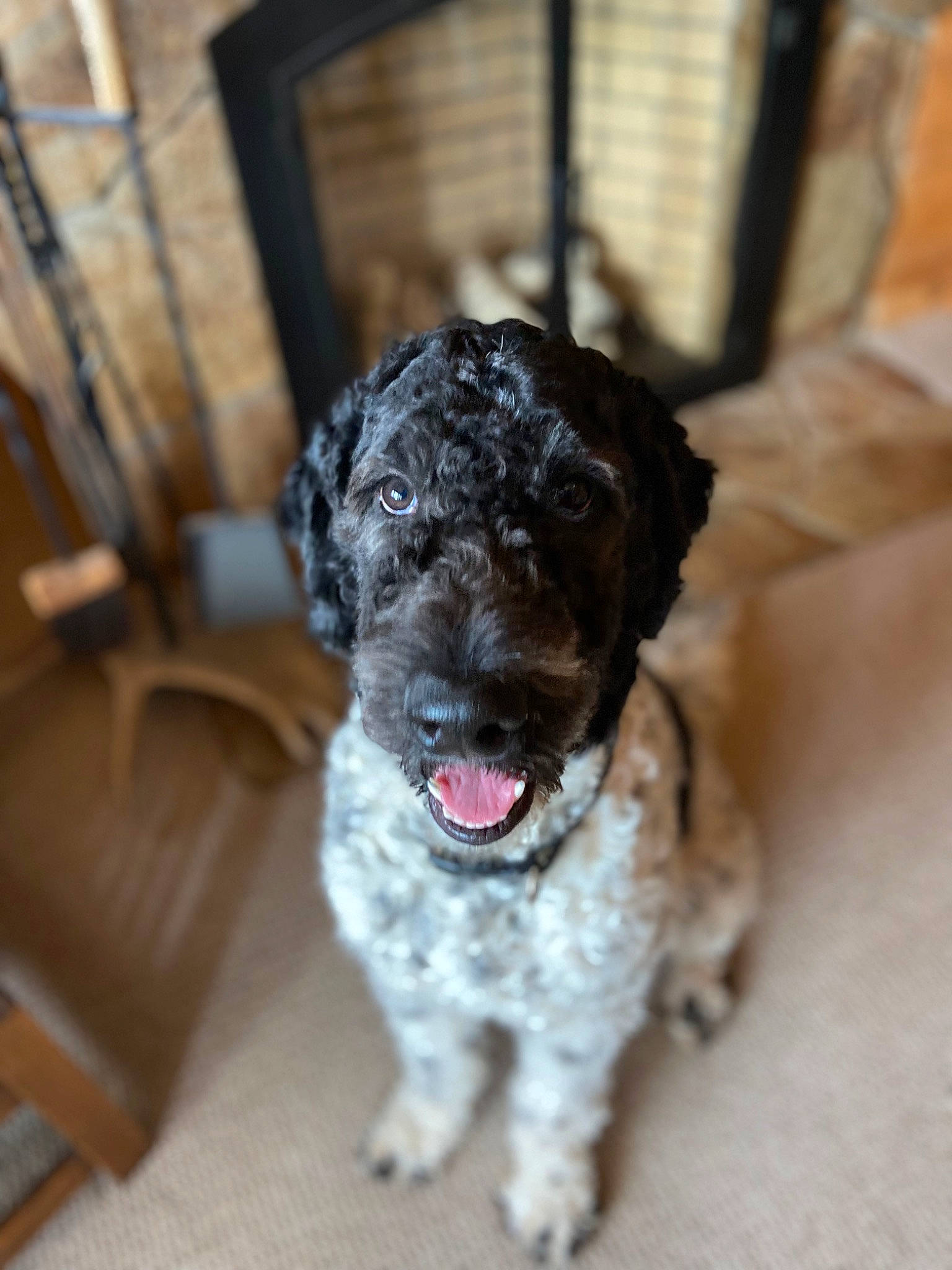 Brutus joined the competition — help win amazing prizes! art, canidae, carnivore, collar, companion_dog, dog, dog_breed, dog_collar, fur, non_sporting_group, puppy, terrier, toy_dog, water_dog, wood, working_animal, working_dog