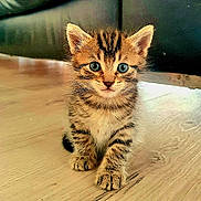 Simba participe au concours pour gagner de l'argent avec cette photo : kitten, cat, tabby, blue_eyes, fur, whiskers, floor, wooden_floor, cute, pet, animal, small, young, sitting, indoor, curious, feline, mammal, adorable, portrait