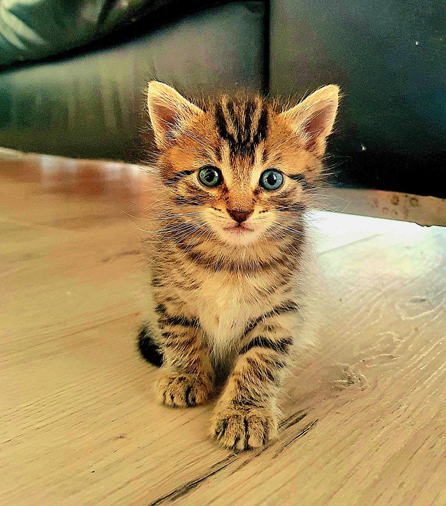 Simba participe au concours pour gagner de l'argent avec cette photo : kitten, cat, tabby, blue_eyes, fur, whiskers, floor, wooden_floor, cute, pet, animal, small, young, sitting, indoor, curious, feline, mammal, adorable, portrait