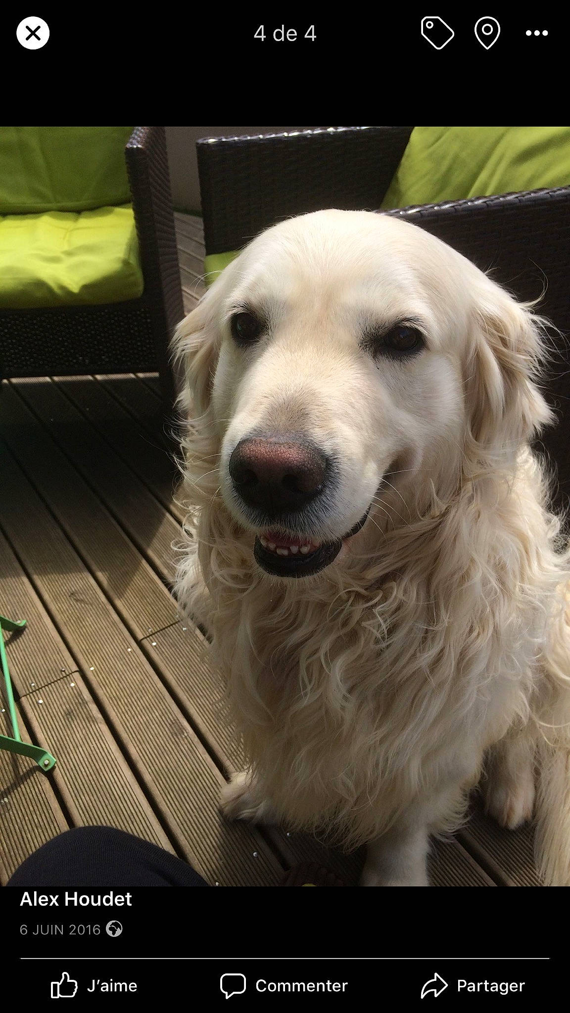 Marley participe au concours pour gagner de l'argent avec cette photo : akbash_dog, canidae, carnivore, companion_dog, dog, dog_breed, golden_retriever, great_pyrenees, mammal, maremma_sheepdog, nose, rare_breed_dog, retriever, snout, sporting_group, vertebrate, whiskers
