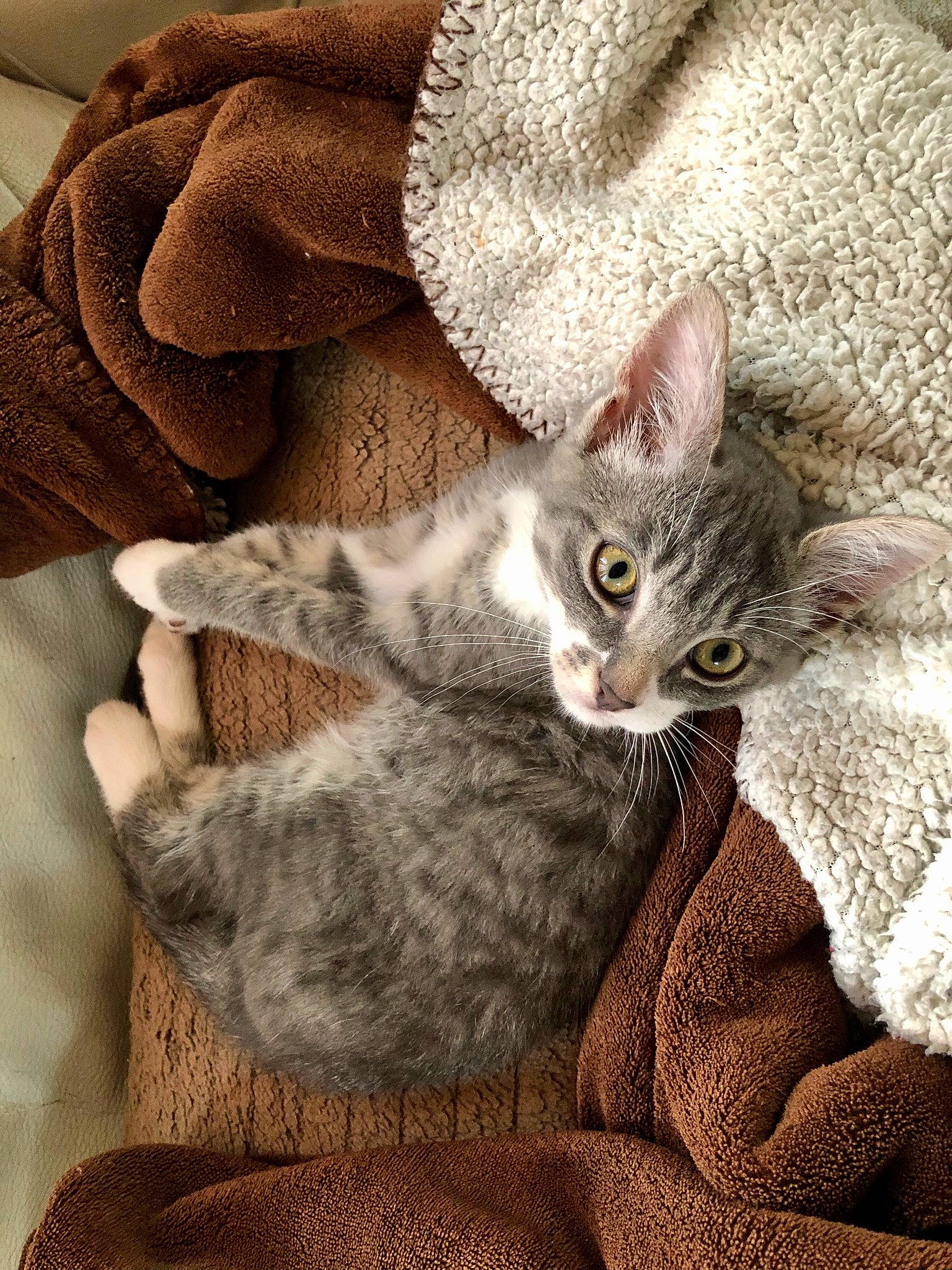 Néko participe au concours pour gagner de l'argent avec cette photo : asian, australian_mist, carnivore, cat, chausie, domestic_short_haired_cat, dragon_li, european_shorthair, fawn, felidae, fur, kitten, mammal, pixie_bob, small_to_medium_sized_cats, tabby_cat, vertebrate, whiskers