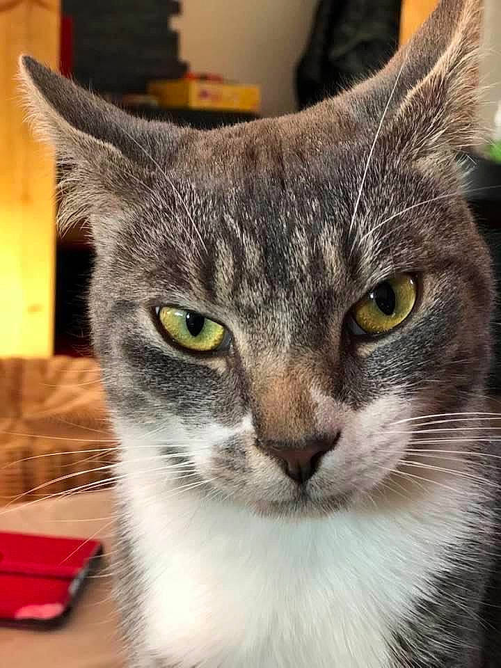 Néko a rejoint le concours — aidez-le/la à gagner de superbes lots ! aegean_cat, american_shorthair, american_wirehair, asian, australian_mist, carnivore, cat, close_up, domestic_short_haired_cat, european_shorthair, eye, felidae, fur, kitten, mammal, small_to_medium_sized_cats, snout, tabby_cat, vertebrate, whiskers