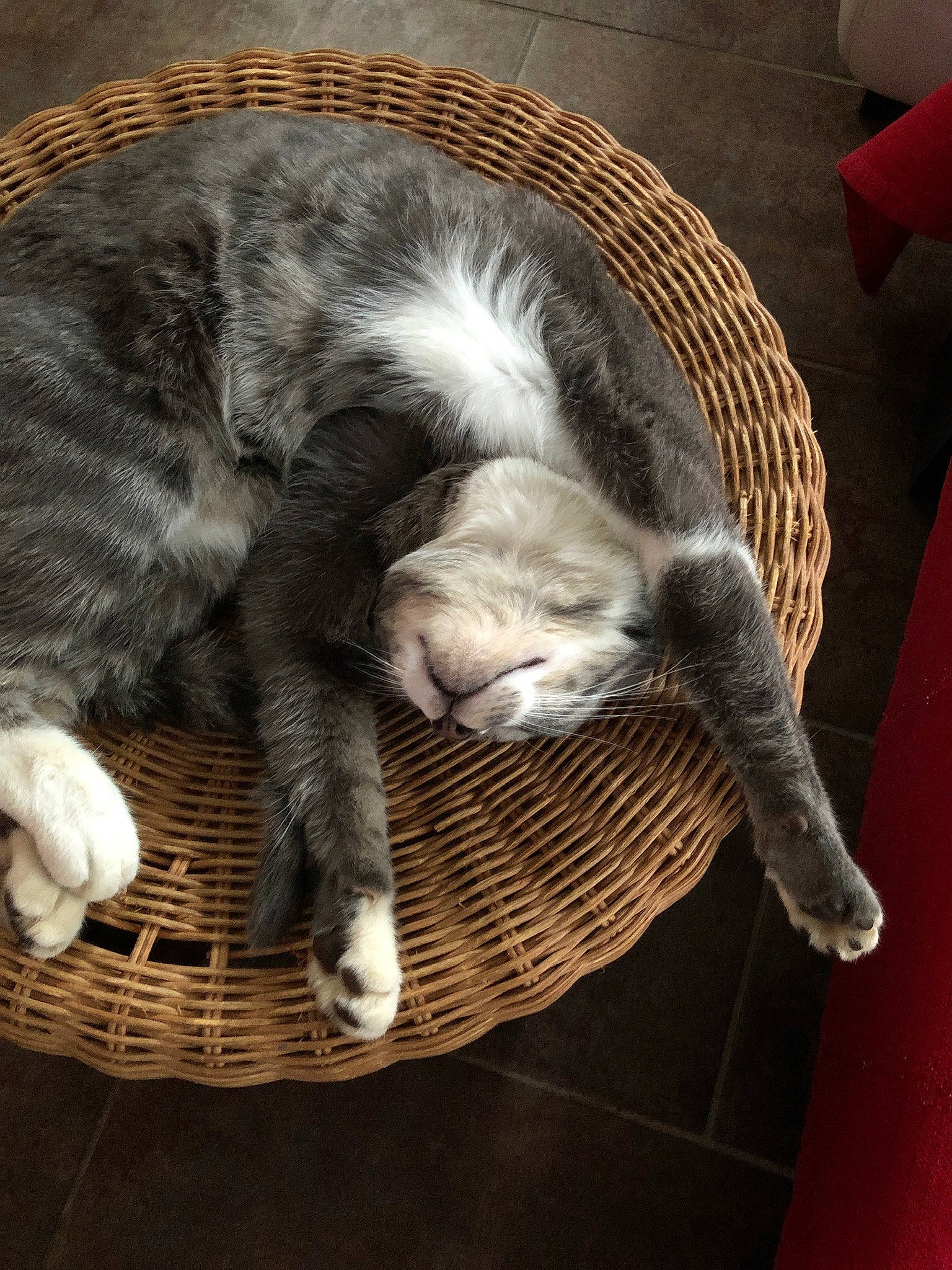 Néko a rejoint le concours — aidez-le/la à gagner de superbes lots ! basket, canidae, carnivore, cat, domestic_short_haired_cat, european_shorthair, felidae, fur, kitten, nap, paw, play, puppy, sleep, small_to_medium_sized_cats, tabby_cat, tail, whiskers, wicker