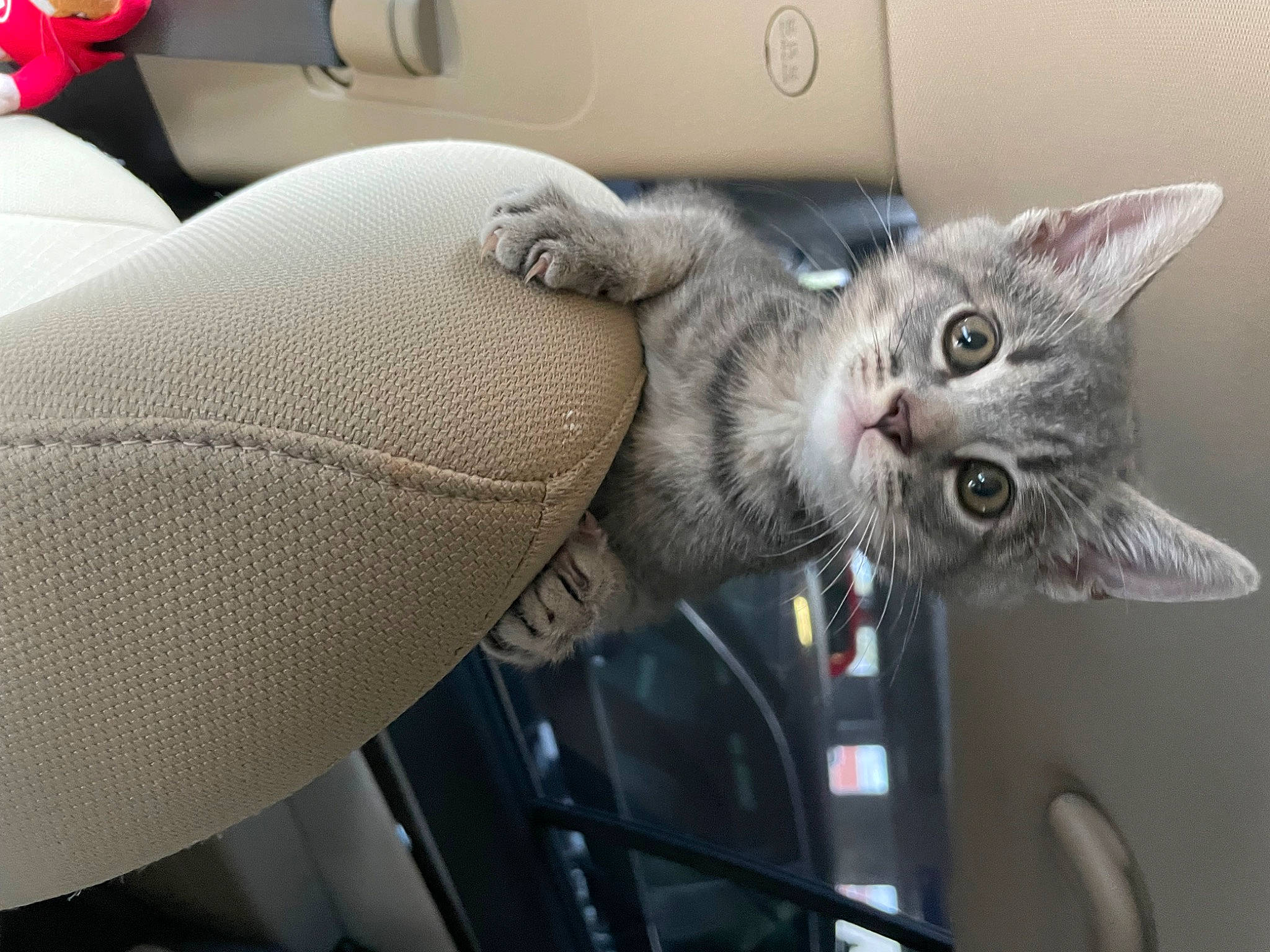 Toast is registered to the contest to win money with this photo: auto_part, automotive_lighting, automotive_tire, car_seat, carnivore, cat, comfort, domestic_short_haired_cat, felidae, fur, grey, motor_vehicle, small_to_medium_sized_cats, snout, steering_wheel, vehicle, vehicle_door, whiskers, window, windshield