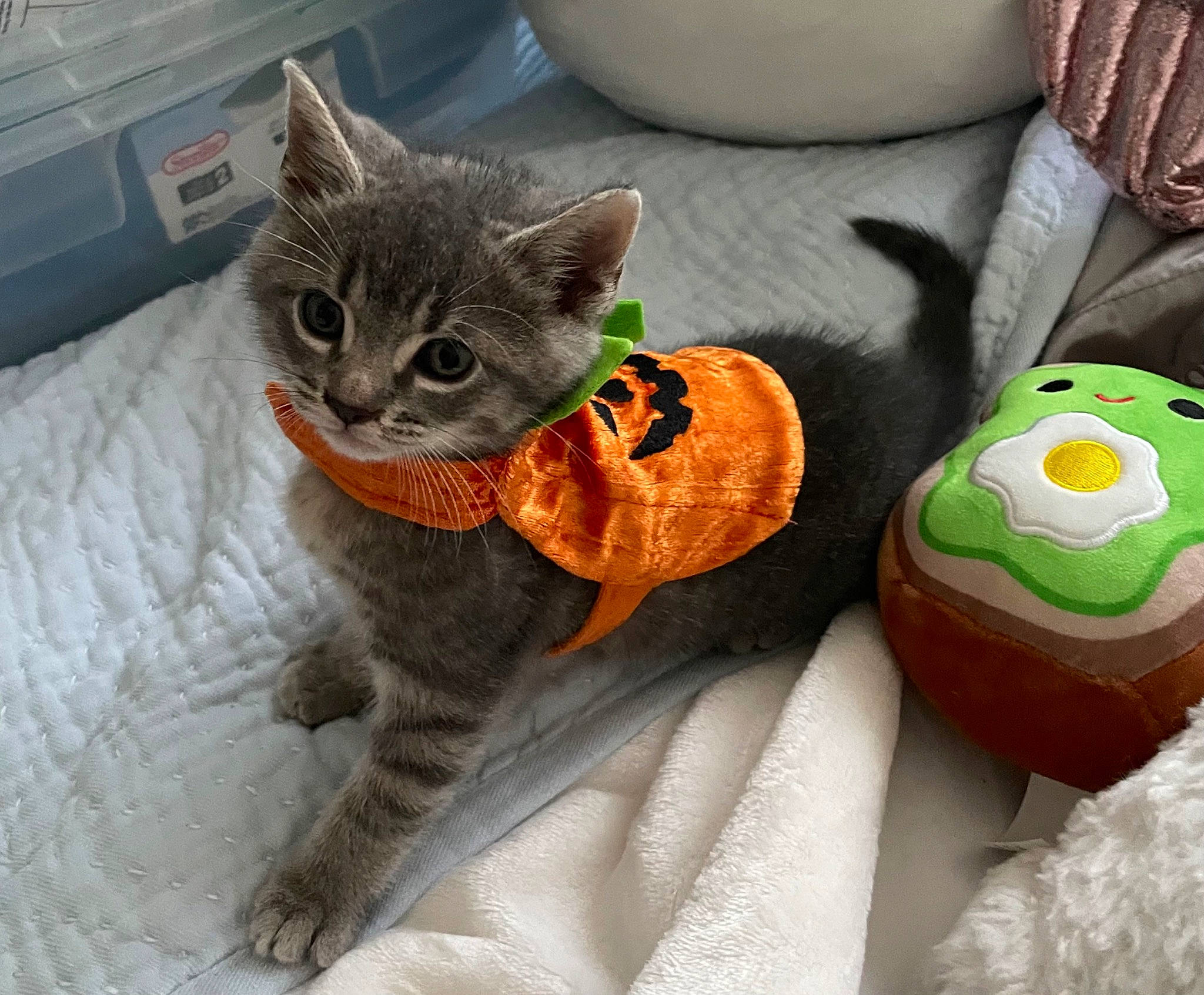 Toast joined the competition — help win amazing prizes! carnivore, cat, cat_supply, claw, comfort, domestic_short_haired_cat, felidae, fur, grey, linens, paw, plush, small_to_medium_sized_cats, snout, stuffed_toy, tail, tie, whiskers