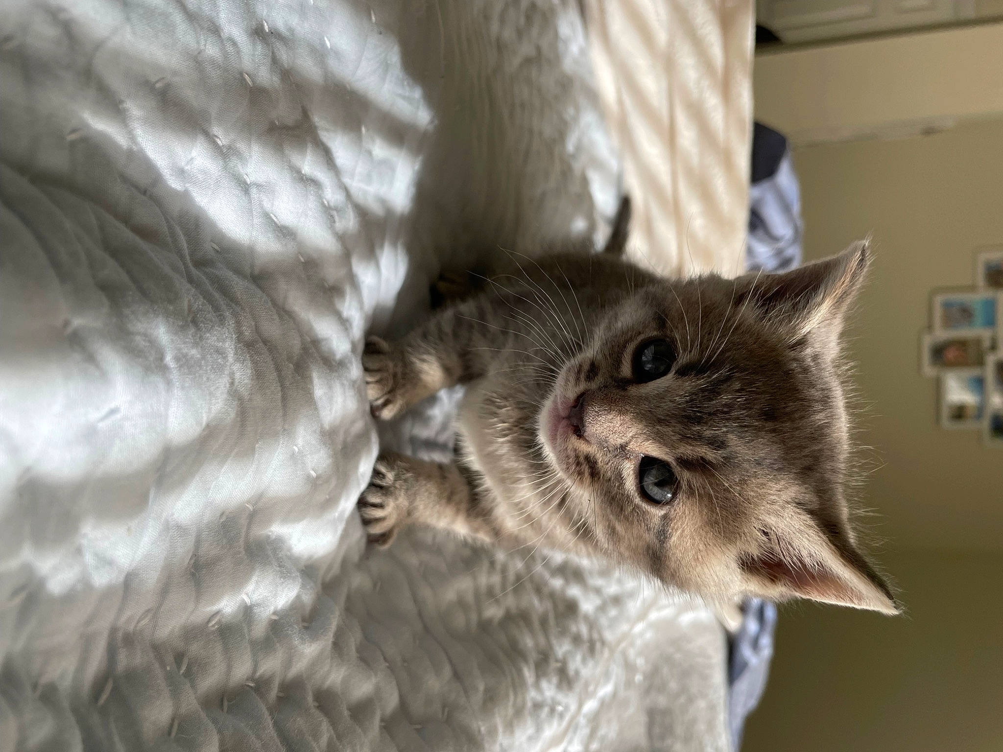 Toast joined the competition — help win amazing prizes! carnivore, cat, claw, domestic_short_haired_cat, ear, felidae, fur, paw, plant, small_to_medium_sized_cats, snout, tail, terrestrial_animal, tree, whiskers, wildlife, window