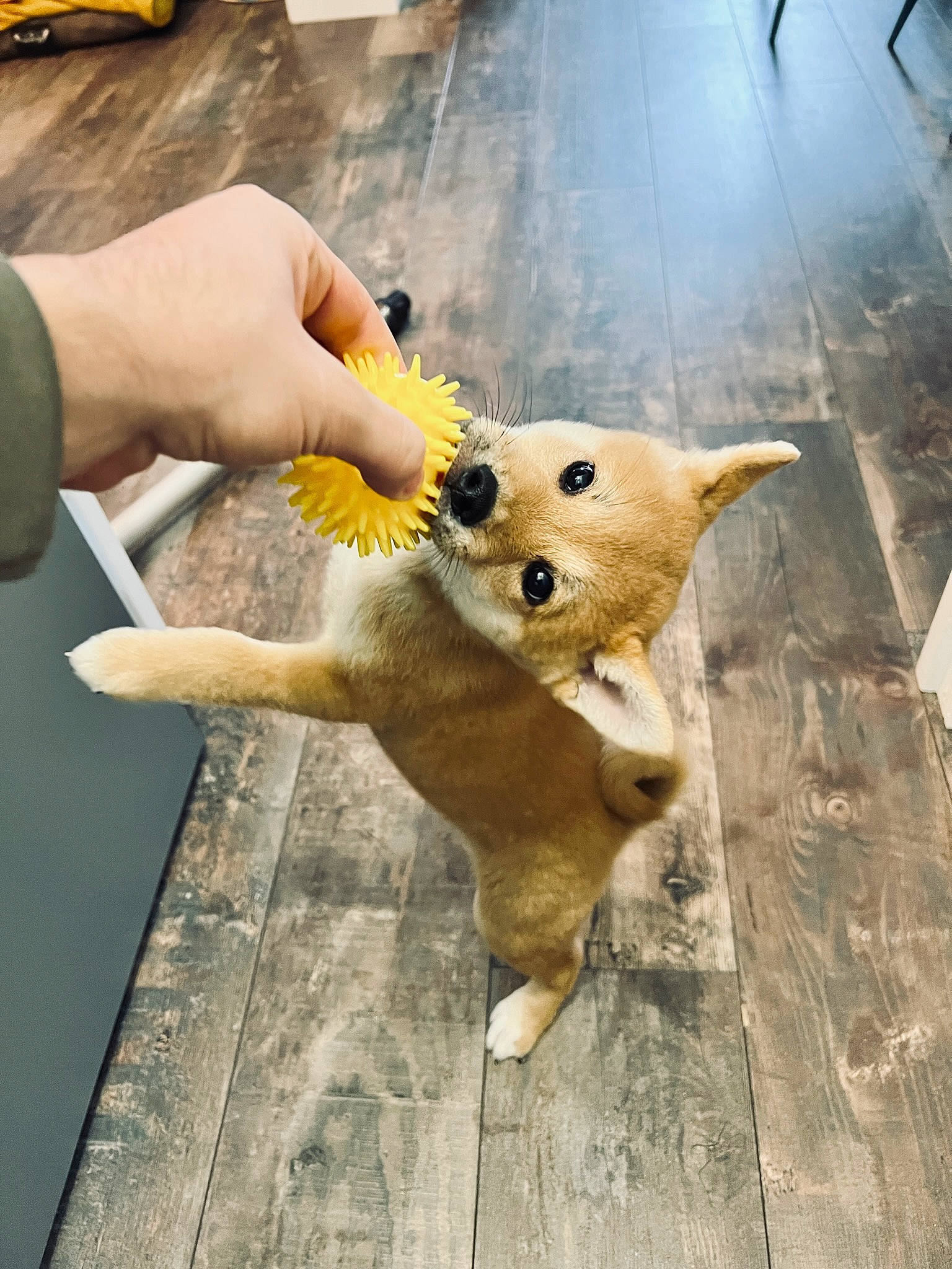 Thiago participe au concours pour gagner de l'argent avec cette photo : canidae, carnivore, companion_dog, corgi_chihuahua, dog, dog_breed, fawn, felidae, fur, small_to_medium_sized_cats, snout, spitz, sporting_group, stuffed_toy, tail, toy_dog, whiskers, wood, working_animal, yellow