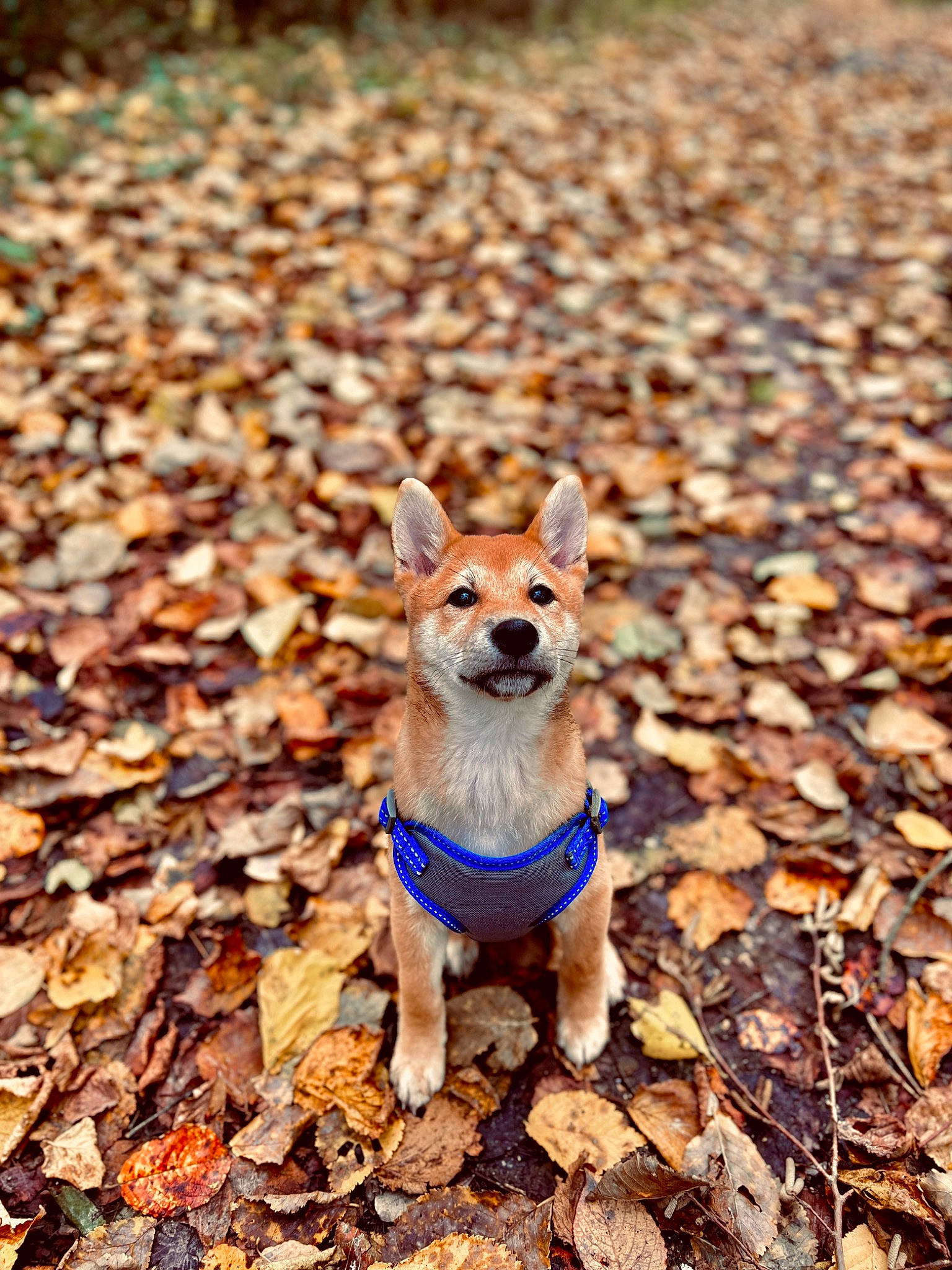 Thiago a rejoint le concours — aidez-le/la à gagner de superbes lots ! adventure, canidae, carnivore, companion_dog, dog, dog_breed, dog_supply, electric_blue, fawn, non_sporting_group, plant, snout, soil, spitz, sporting_group, tail, terrestrial_animal, toy_dog, tree, wood