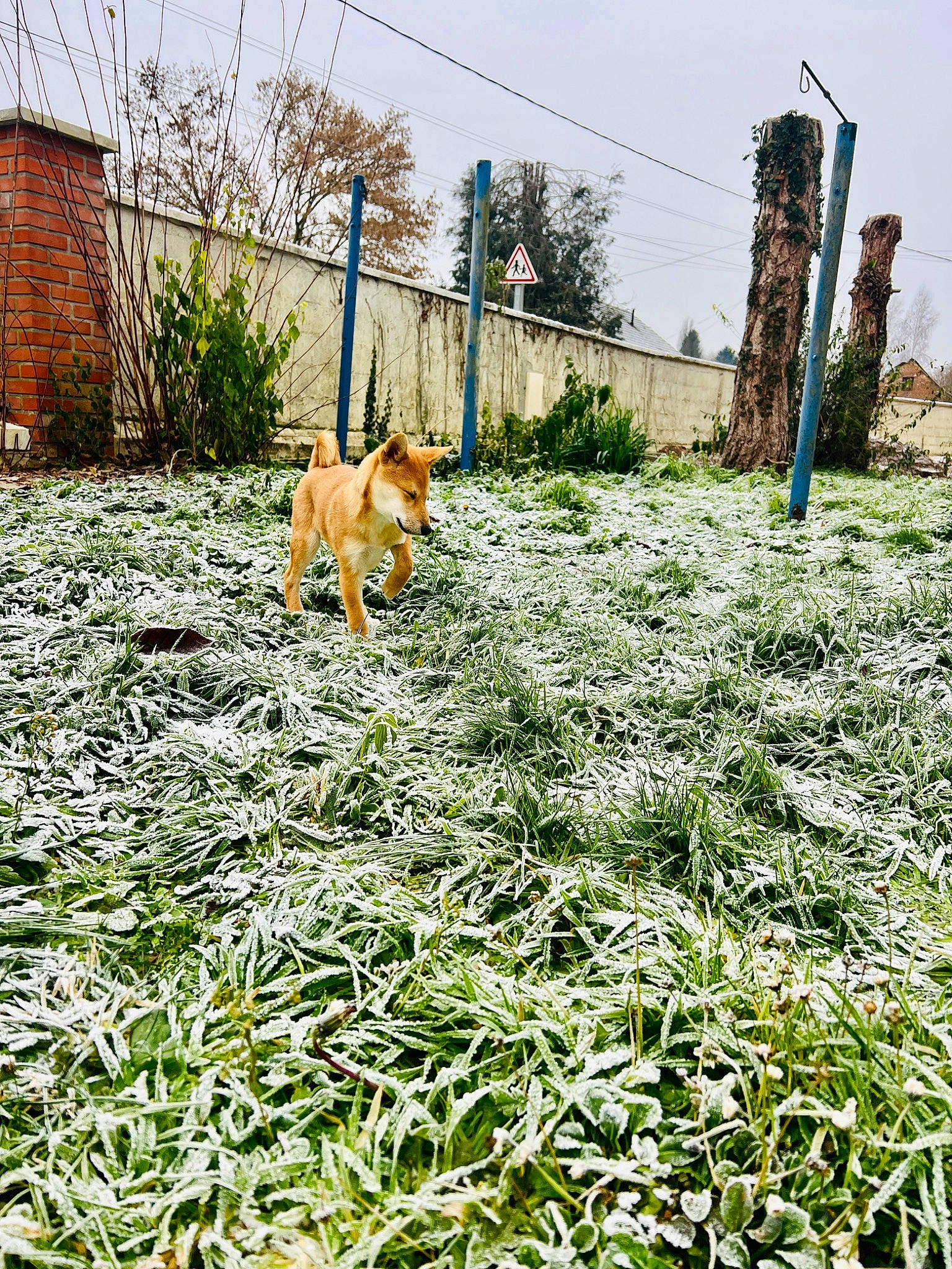 Thiago participe au concours pour gagner de l'argent avec cette photo : carnivore, companion_dog, dog, dog_breed, fawn, fence, field, grass, grass_family, groundcover, home_fencing, land_lot, landscape, people_in_nature, plant, shrub, sky, soil, sporting_group, tree